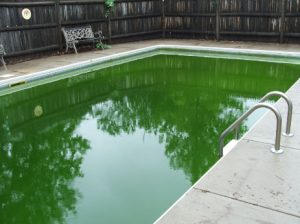 Algen im Pool, grüner Pool